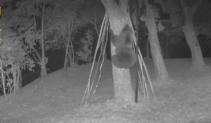 Un orso, immortalato da una fototrappola, impegnato a scalare un albero