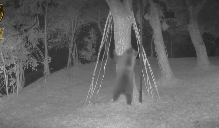 Un orso, immortalato da una fototrappola, impegnato a scalare un albero