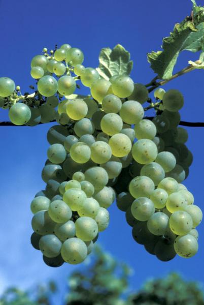 immagine ramo d'uva